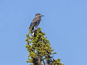 Nucifraga caryocatactes macrorhynchos