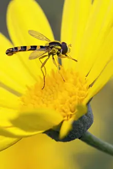 Europe Wildlife Imprime: Sphaerophoria scripta