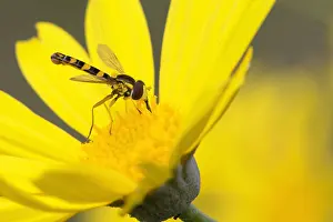 Yellow Flower Macro Photography Imprime: Sphaerophoria scripta