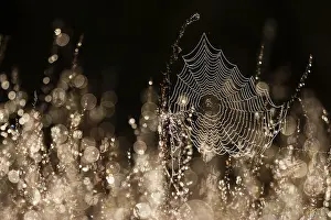 Dew Drops On Spider Web Imprime: Spider web in backlight