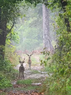 Forest Wildlife Images Imprime: Spotted Deer, Axis axis