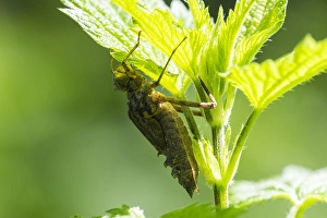 European Dragonfly Imprime: Two spotted Dragonfly, Epitheca bimaculata