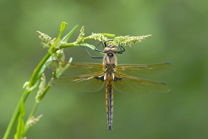 European Dragonfly Imprime: Two spotted Dragonfly, Epitheca bimaculata