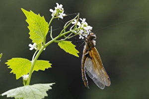 European Dragonfly Imprime: Two spotted Dragonfly, Epitheca bimaculata