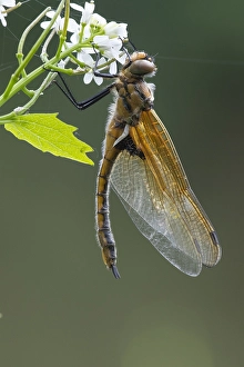 European Dragonfly Imprime: Two spotted Dragonfly, Epitheca bimaculata