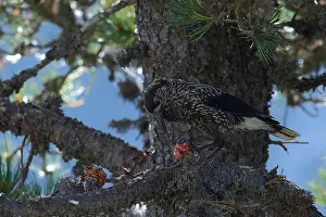 Spotted Nutcracker Imprime: Spotted Nutcracker or Eurasian Nutcracker, Nucifraga caryocatactes ssp. caryocatactes