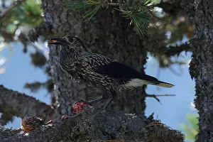 Corvidae Species Imprime: Spotted Nutcracker or Eurasian Nutcracker, Nucifraga caryocatactes ssp. caryocatactes