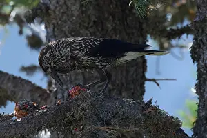 Spotted Nutcracker Imprime: Spotted Nutcracker or Eurasian Nutcracker, Nucifraga caryocatactes ssp. caryocatactes