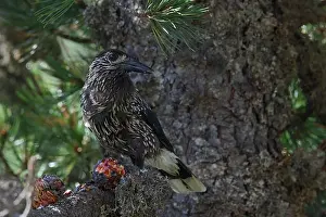Forest Wildlife Germany Imprime: Spotted Nutcracker or Eurasian Nutcracker, Nucifraga caryocatactes ssp. caryocatactes