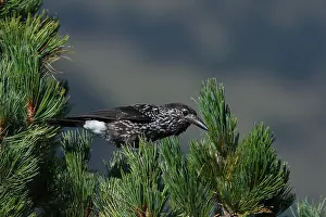 Spotted Nutcracker Imprime: Spotted Nutcracker or Eurasian Nutcracker, Nucifraga caryocatactes ssp. caryocatactes