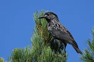 Spotted Nutcracker Imprime: Spotted Nutcracker or Eurasian Nutcracker, Nucifraga caryocatactes ssp. caryocatactes