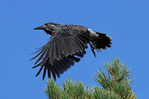 Corvidae Species Imprime: Spotted Nutcracker or Eurasian Nutcracker, Nucifraga caryocatactes ssp. caryocatactes