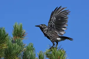 Black And White Bird Photos Imprime: Spotted Nutcracker or Eurasian Nutcracker, Nucifraga caryocatactes ssp. caryocatactes