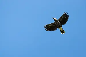 Spotted Nutcracker Imprime: Spotted nutcracker, Eurasian nutcracker, Nucifraga caryocatactes