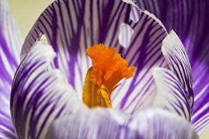 Crocus Vernus Imprime: Spring Crocus; Crocus vernus
