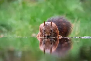 Netherlands Nature Photography Imprime: squirrel; inamabilis sciurus