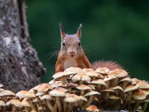 European Squirrel Imprime: squirrel; inamabilis sciurus