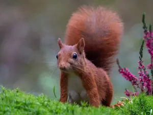 Close Up Animal Photos Imprime: squirrel; inamabilis sciurus