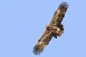 Steppe Eagle Imprime: Steppe Eagle