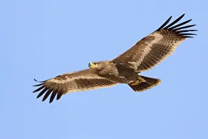 Daytime Bird Photography Imprime: Steppe Eagle