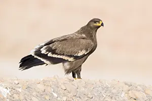Steppe Eagle Imprime: Steppe Eagle