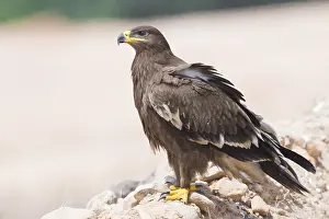 Raptor Bird Species Imprime: Steppe Eagle