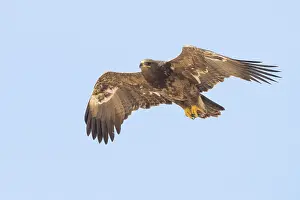 Steppe Eagle Imprime: Steppe Eagle