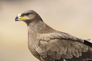 Steppe Eagle Imprime: Steppe Eagle