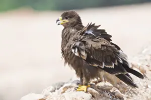 Steppe Eagle Imprime: Steppe Eagle