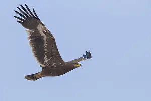 Wildlife Raptors Imprime: Steppe Eagle