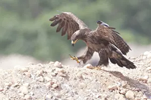 Accipitridae Family Imprime: Steppe Eagle