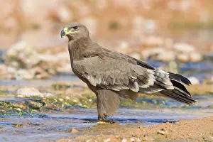 Steppe Eagle Imprime: Steppe Eagle
