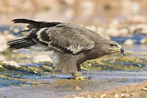 Daytime Bird Photography Imprime: Steppe Eagle