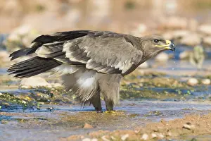 Bird Plumage Imprime: Steppe Eagle