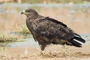 Nature Portrait Photography Imprime: Steppe Eagle