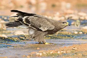 Steppe Eagle Imprime: Steppe Eagle