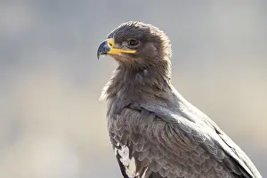 Steppe Eagle Imprime: Steppe Eagle
