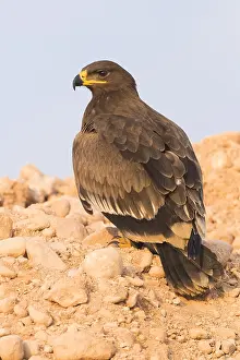 Steppe Eagle Imprime: Steppe Eagle