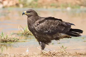 Wildlife Raptors Imprime: Steppe Eagle