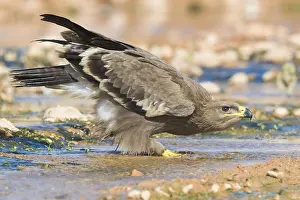 Steppe Eagle Imprime: Steppe Eagle