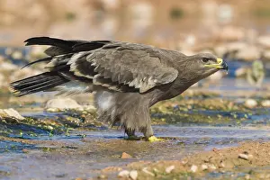 Steppe Eagle Imprime: Steppe Eagle