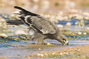 Steppe Eagle Imprime: Steppe Eagle