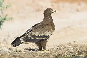 Steppe Eagle Imprime: Steppe Eagle