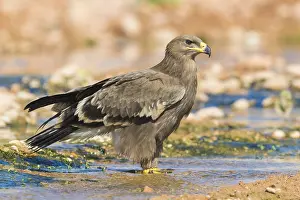 Nature Portrait Photography Imprime: Steppe Eagle
