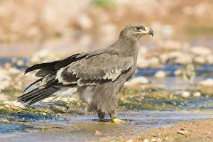 Steppe Eagle Imprime: Steppe Eagle