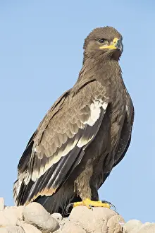 Daytime Wildlife Photography Imprime: Steppe Eagle