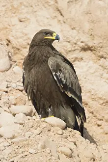 Steppe Eagle Imprime: Steppe Eagle