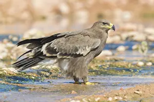 Daytime Bird Photography Imprime: Steppe Eagle