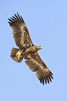 Wildlife Raptors Imprime: Steppe Eagle