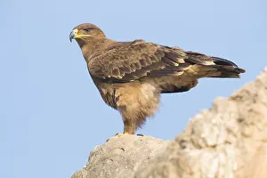 Accipitridae Species Imprime: Steppe Eagle
